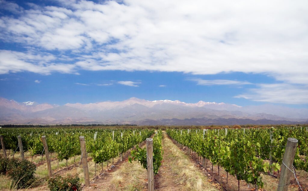 Paysage viticole de Mendoza, en Argentine, devant la cordillère des Andes